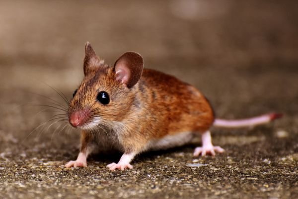 Mäuse im Haus bekämpfen