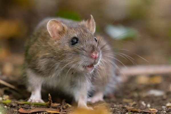 Ratten bekämpfen
