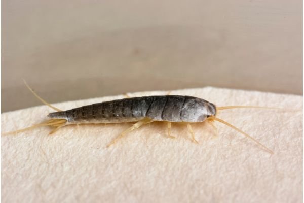 Silberfische loswerden